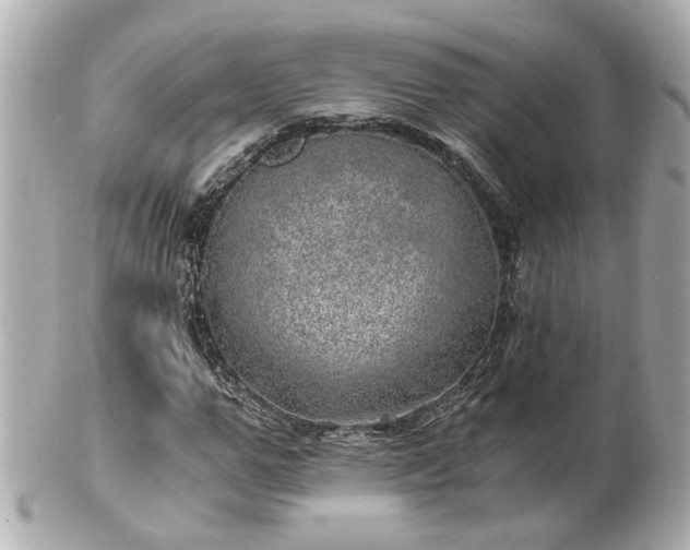 X0000100900967200807011216