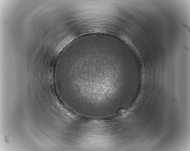 X0000100900977200807011216
