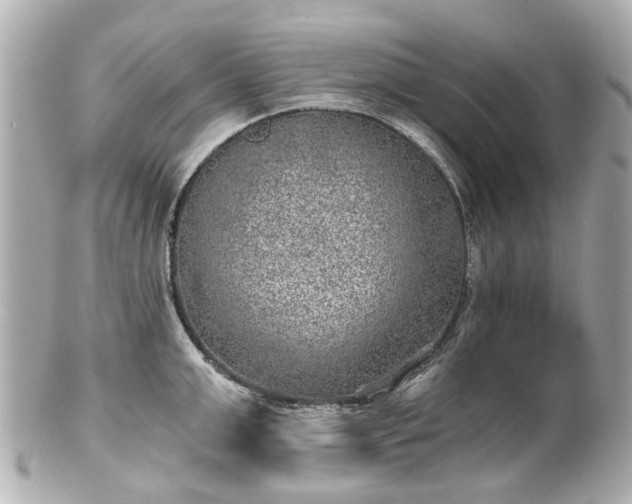 X0000100900999200807011216