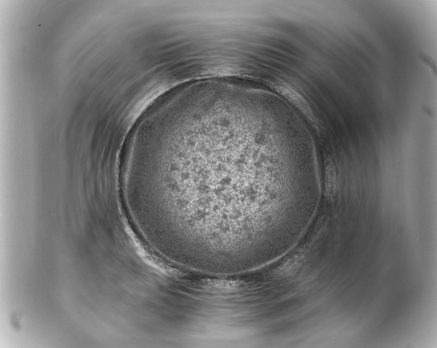 X0000100901039200807011216