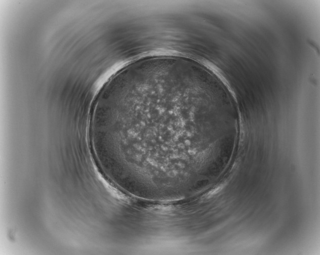 X0000100901245200807011213