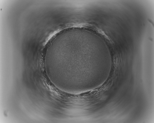 X0000100901256200807011212