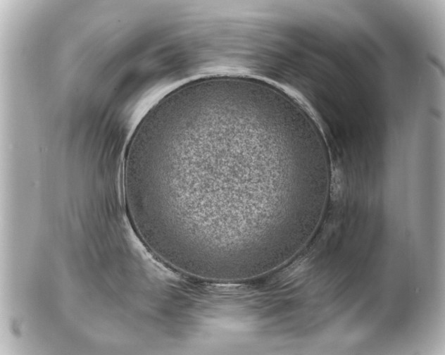 X0000100901295200807011211