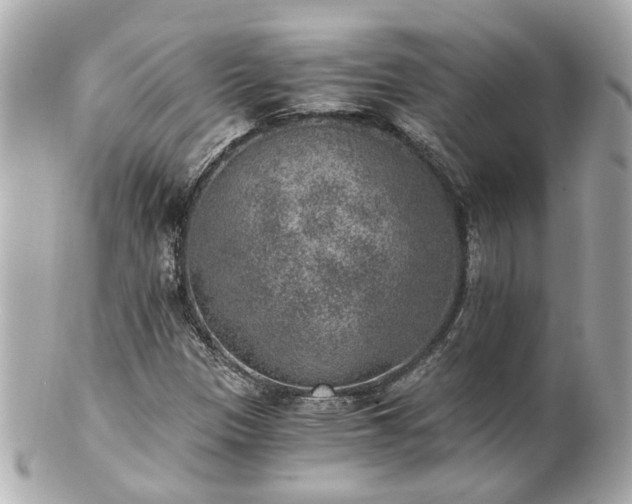 X0000100901305200807011211