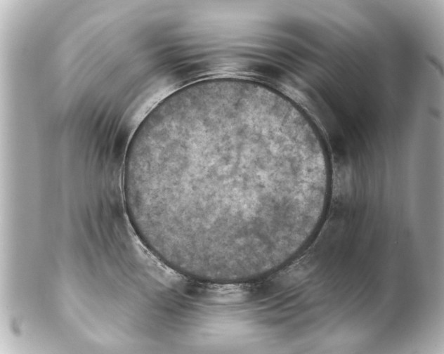 X0000100901338200807011211