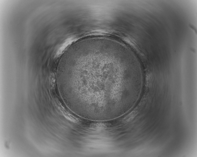 X0000100901355200807011211