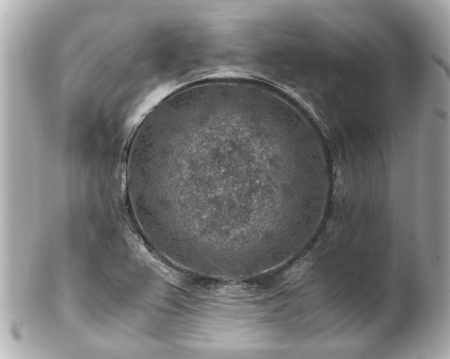 X0000100901367200807011210