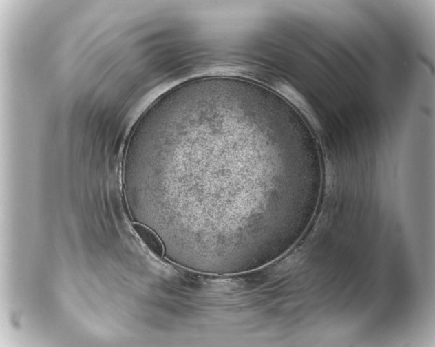 X0000100901436200807011210