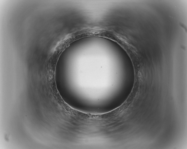 X0000100901447200807011209