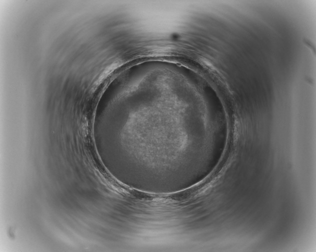 X0000100901449200807011209