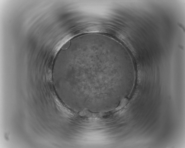 X0000100901465200807011209