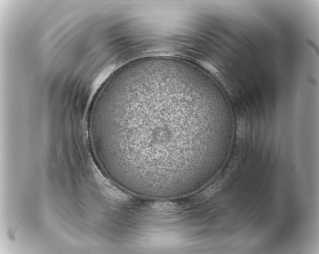X0000100901466200807011209