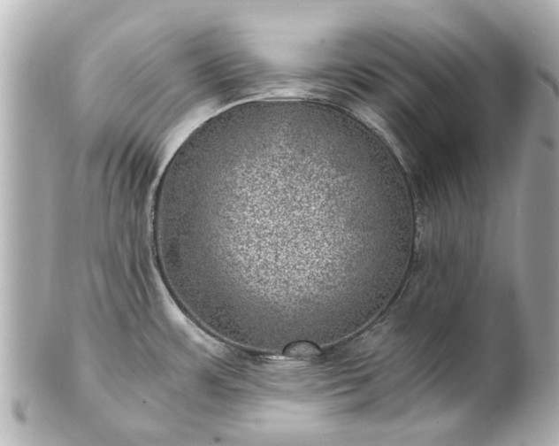 X0000100901483200807011209