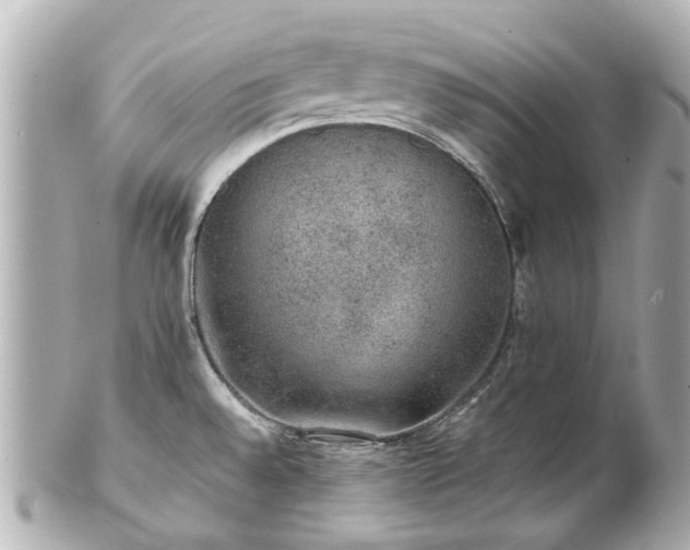 X0000100901528200807011209