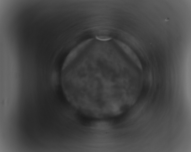 X0000100900224200807081109