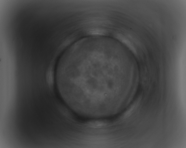 X0000100900299200807081108