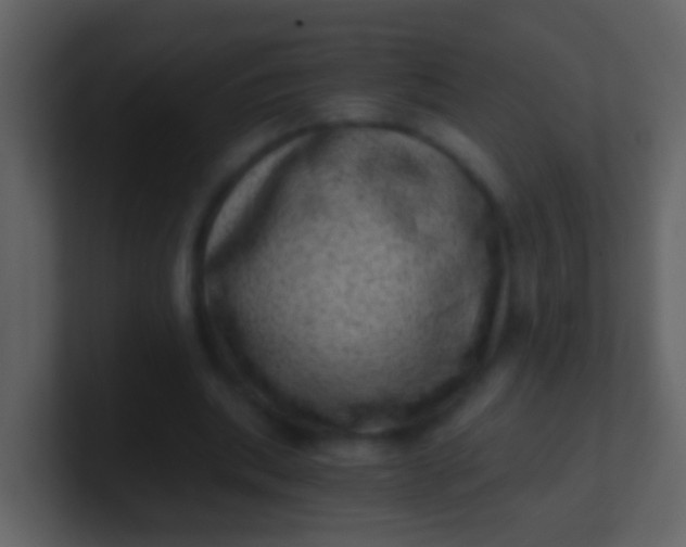 X0000100900439200807081106