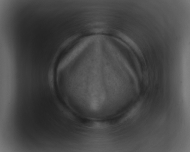 X0000100900442200807081106