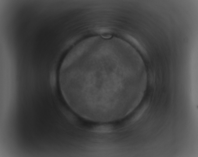 X0000100900447200807081106