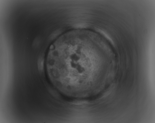 X0000100900491200807081106