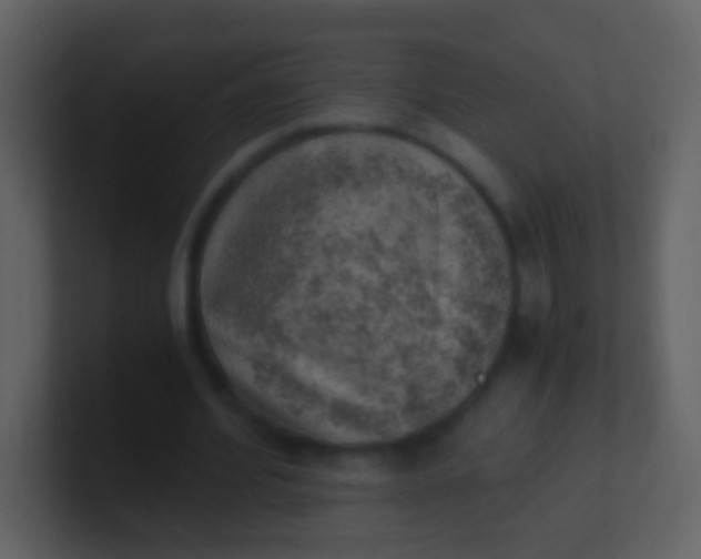 X0000100900580200807081104