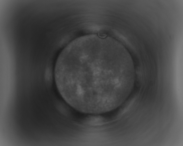 X0000100900642200807081103