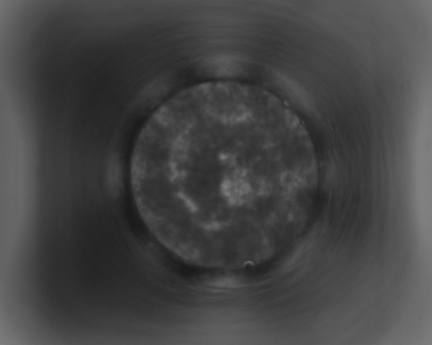 X0000100900643200807081103