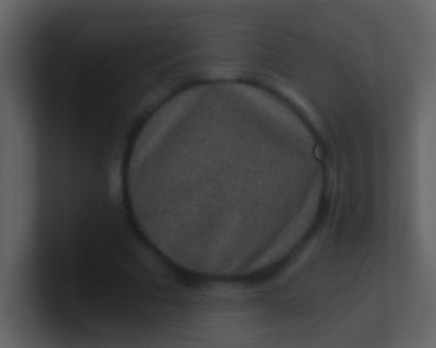 X0000100900681200807081103