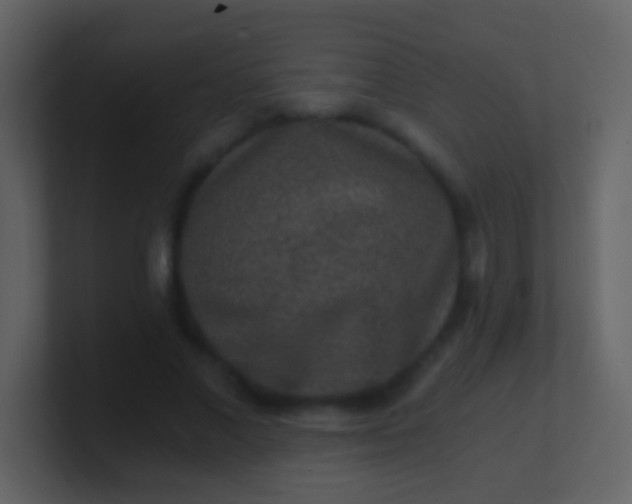 X0000100900685200807081103