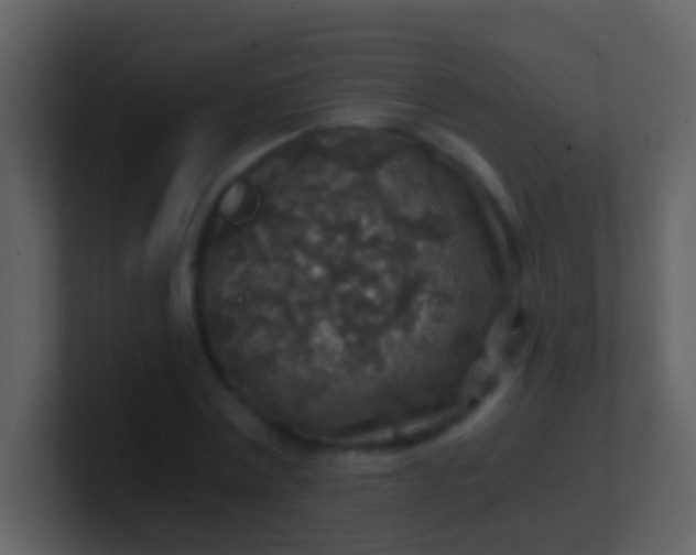 X0000100900779200807081102