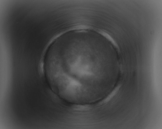 X0000100900781200807081102