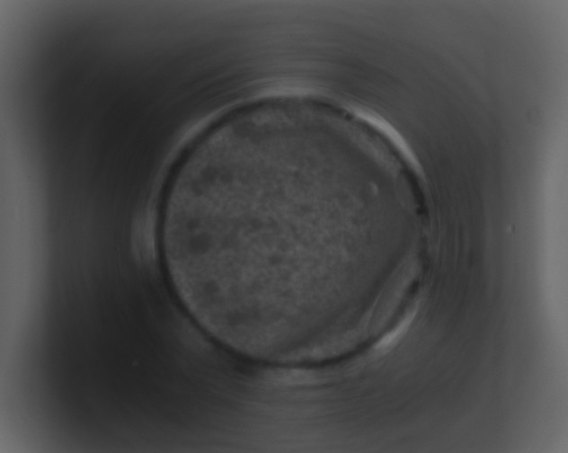 X0000100900783200807081102