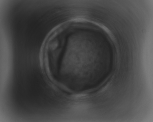 X0000100900864200807081101