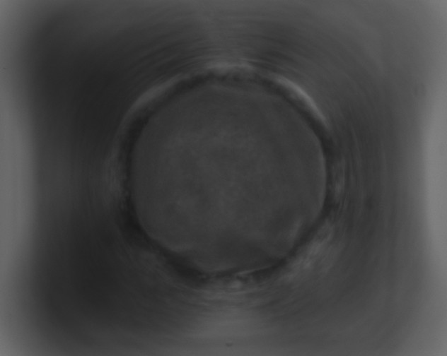 X0000100900919200807081059