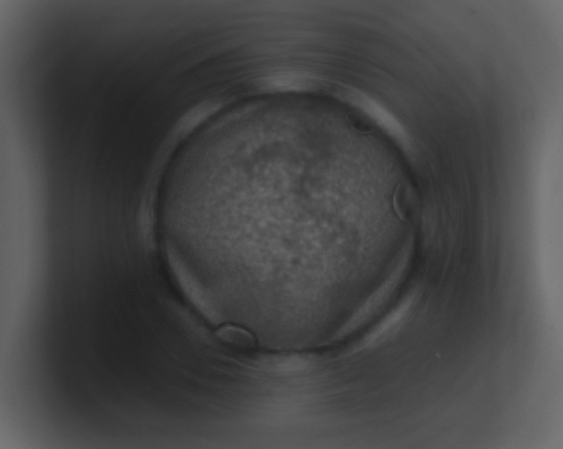 X0000100900930200807081059