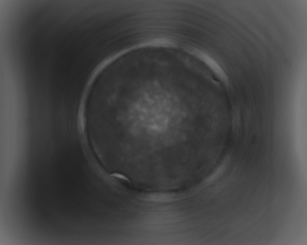 X0000100900944200807081100