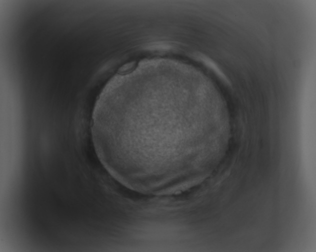 X0000100900967200807081059