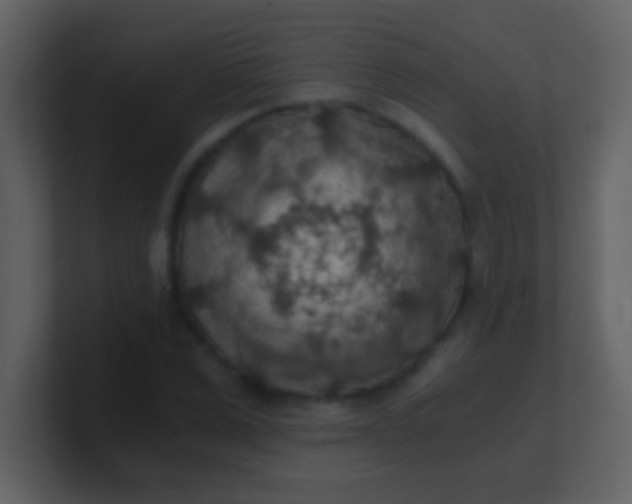 X0000100900975200807081059