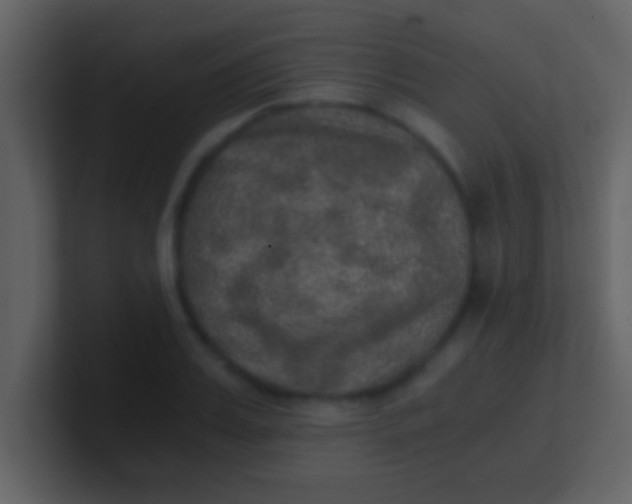 X0000100900987200807081059