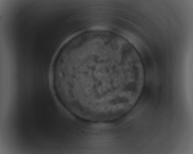 X0000100900992200807081059