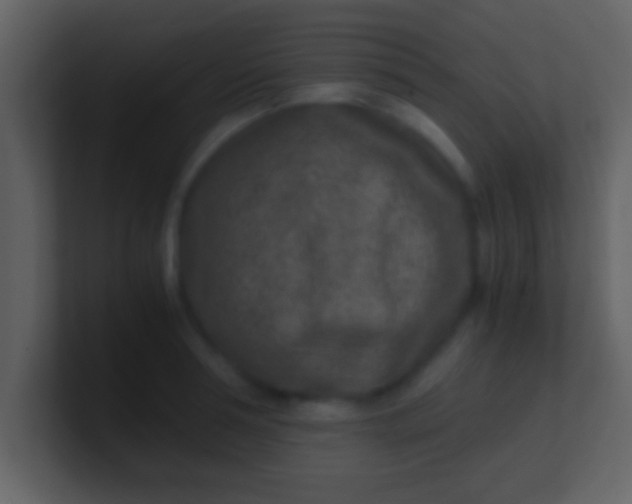 X0000100900994200807081059