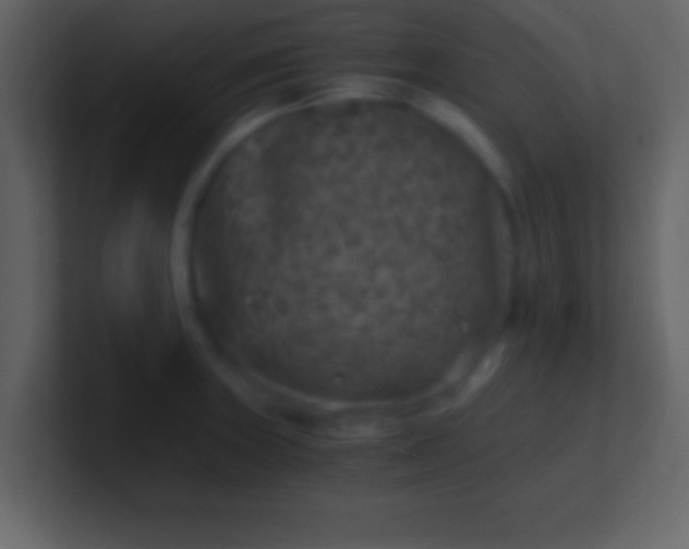 X0000100901235200807081055