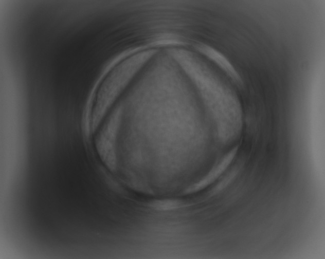 X0000100901236200807081055