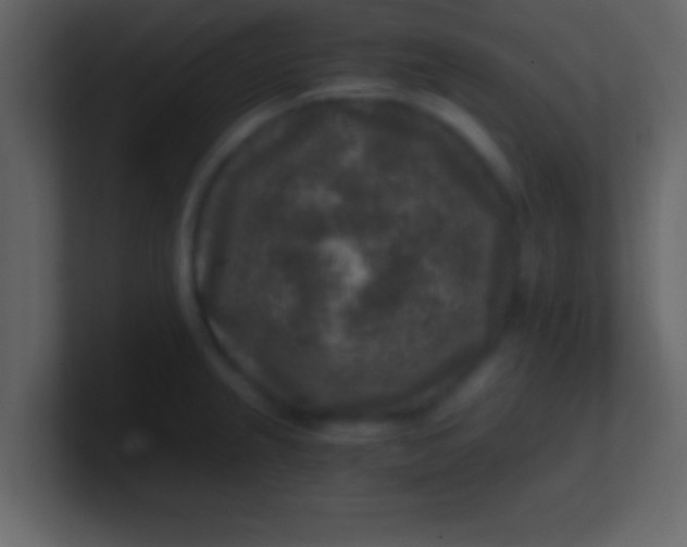 X0000100901237200807081055