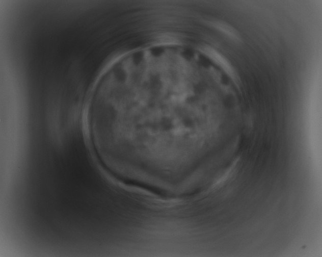 X0000100901243200807081055