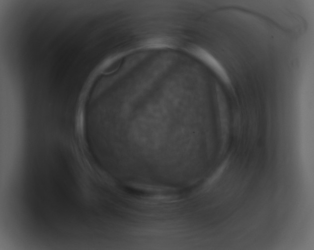 X0000100901419200807081053