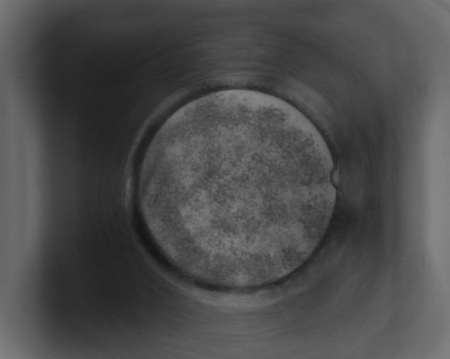 X0000100900016200807151127