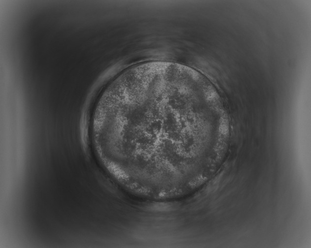 X0000100900149200807151125