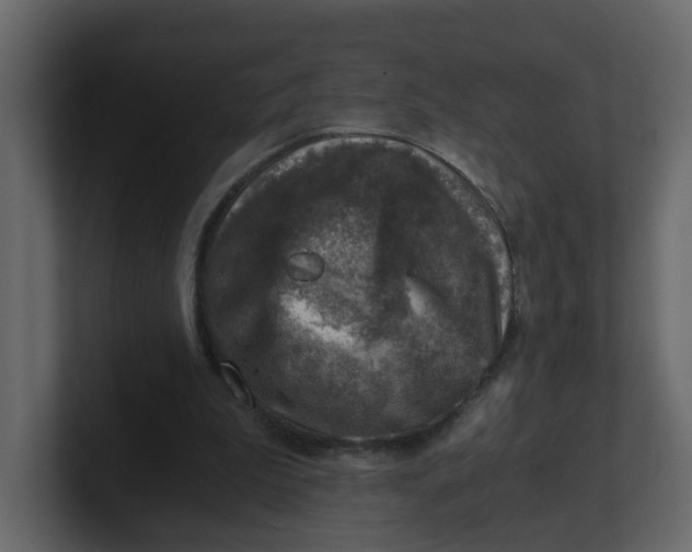 X0000100900199200807151125