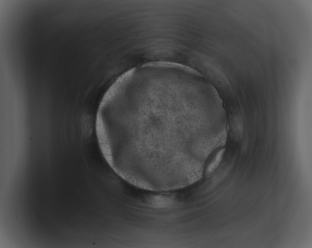 X0000100900232200807151124